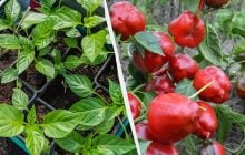 Эти 7 растений сеют на рассаду именно сейчас: нужно успеть до конца января