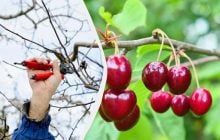 Урожай соберете ведрами, если обрежете вишню зимой таким образом: что нужно сделать