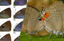 У музейних шухлядах знайшли 9 нових видів метеликів, яких роками не помічали