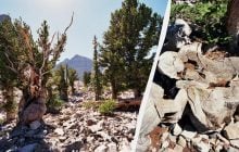 Через необачність молодого вченого світ втратив найстарше дерево - 5000-річного "Прометея"