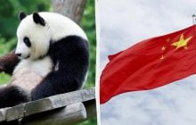 Китай забирає в Японії останніх панд: країна вперше за 50 років залишиться без тварин