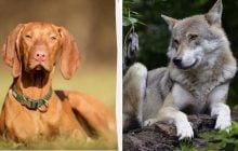 Почему у диких животных не бывает висячих ушей: объяснение ученых вас удивит