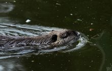 В нацпарке в Одесской области зафиксировали животное родом из Южной Америки (видео)