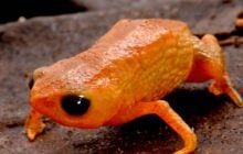 В Бразилии открыли миниатюрную лягушку, которая полностью помещается на кончике карандаша