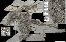 Некоторые крылатые динозавры утратили способность летать: ученые узнали причину