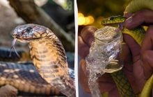 Бесконечная война: герпетолог объяснил, почему змеиный яд никогда не перестает меняться