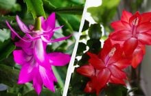 Кава не допоможе: експертка розповіла, як змусити декабрист цвісти взимку