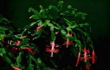 Популярний лайфхак не працює: як не зіпсувати декабрист до Різдва