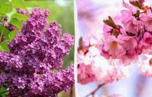 Що не можна обрізати в грудні: експерт назвав 5 дерев