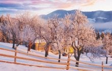 Деревья "пьют" воду даже зимой: когда и зачем нужен холодный полив