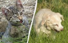 Навіщо коти й собаки їдять траву і чи потрібно їм це: вчені дали несподіване пояснення