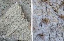 В Італії випадково виявили артефакт епохи динозаврів, який роками не помічали