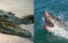 У якої тварини найсильніший укус: учені поставили крапку в питанні