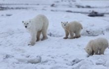 Трапляється вкрай рідко: біла ведмедиця "усиновила" чуже дитинча