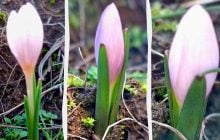 Неймовірне пробудження: на Одещині дуже рано зацвіла рідкісна рослина (фото)