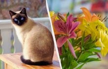 Ці 7 продуктів небезпечні для котів: можуть вбити тварину і є майже в кожному домі