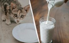 Можно ли котам молоко и сметану: ветеринар развенчала популярный миф