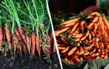 После чего посадить морковь на следующий год: 7 лучших предшественников