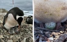 Біля 1200 "нових мешканців" оточили науковців: що коїться на станції "Академік Вернадський"