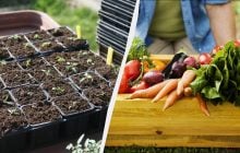 До кінця грудня потрібно посіяти насіння 3 овочів: зараз для них ідеальний час