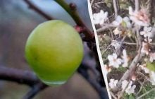 На Одещині взимку плоди дала алича (фото)