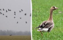 До Одещини з Росії прибули сотні гусей: дослідники пояснили, чому це важливо