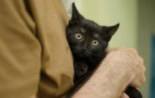 Чому кіт не любить, коли його тримають на руках: ветеринари перелічили 6 причин