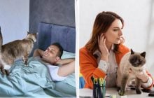 Кошки больше привязаны к женщинам и манипулируют мужчинами, - исследование