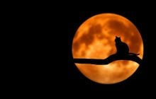 Действительно ли полнолуние влияет на кошек: что об этом говорят ученые