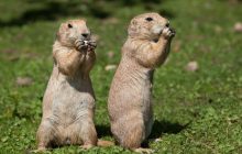 Подслушивают ли животные друг друга, как это делают люди: исследователи дали ответ