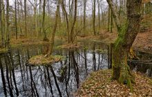 У Швейцарії в болоті знайшли кельтські золоті монети, яким понад 2000 років (фото)