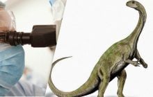 Ученим вдалося зазирнути всередину ембріонів динозаврів: що вони побачили (фото)