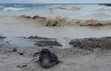 В Одессе пытаются спасти сотни птиц, пострадавших из-за загрязнения моря маслом