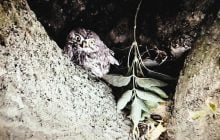 Пронзительно завывал во тьме: в Одесской области зафиксировали редкую птицу