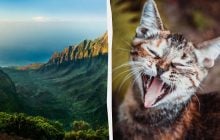 На найбільшому острові Гаваїв заборонили годувати бездомних котів