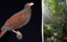 У тропіках "засвітився" родич вимерлого птаха, який не міг літати