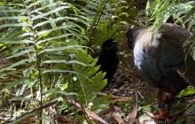 У рідкісних птахів, яких вважали безплідними, з'явилося пташеня: зоологи назвали це дивом