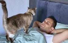 Як відучити кота випрошувати їжу вночі: 8 способів, схвалених ветеринаром