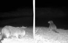 Потрапив у фотопастку: в Одеській області зафіксували рідкісного звіра (відео)