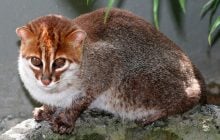 У Таїланді виявили рідкісних диких котів, які майже 30 років вважалися вимерлими