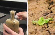 "Воскресіння" через 142 роки: вчені досі намагаються проростити насіння з 1879 року