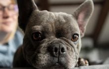 Якого собаку подарувати бабусі чи дідусеві: 10 найкращих порід для пенсіонерів (фото)