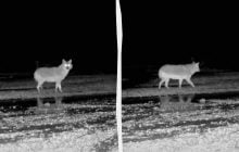 Поведінка схожа на вовчу: на Одещині зафіксували неочікуваного нічного звіра (відео)