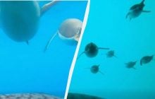 Полярники показали реальне підводне життя пінгвінів (відео)