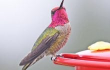 Дикі птахи швидко мутують і колонізують людські міста, - вчені