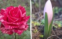 Аномальний грудень у Бессарабії: на півдні України перед Новим роком розпустилися квіти