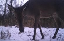 Зазирнула в об’єктив фотопастки: біля Чорнобиля зафіксували дуже допитливу тварину