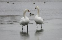 Почему лебеди не улетают на Юг: ученый рассказал, как они переносят морозы и что едят