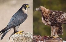 Свыше 300 км/ч в воздухе: какие птицы самые быстрые в мире