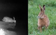 В заповеднике в Одесской области за водопоем зафиксировали зайца (видео)